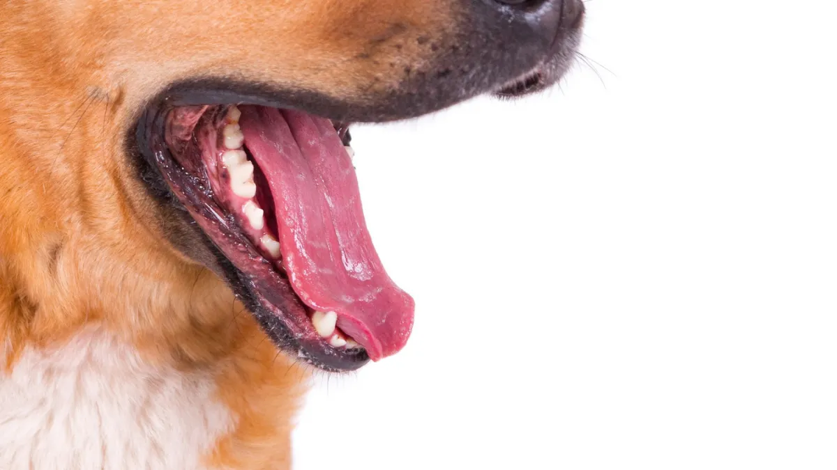 Seu cachorro está com tártaro? Saiba possíveis causas e como tratar