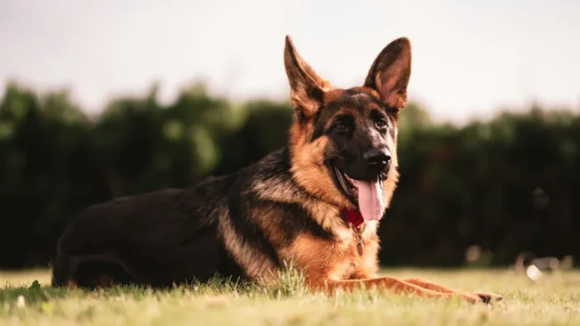 Como calcular a idade humana equivalente para cachorros Entenda (1)
