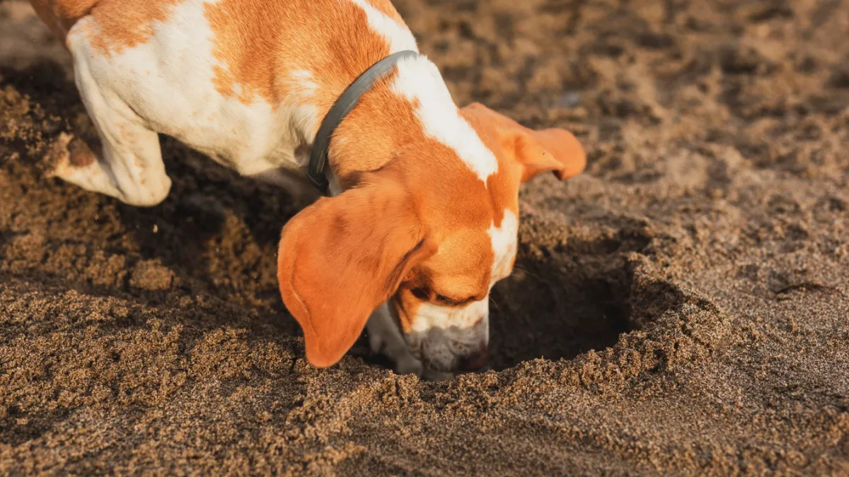 Cavar buracos, pedir comida sempre que possível e mais: confira os hábitos dos cães e entenda porque eles se comportam assim
