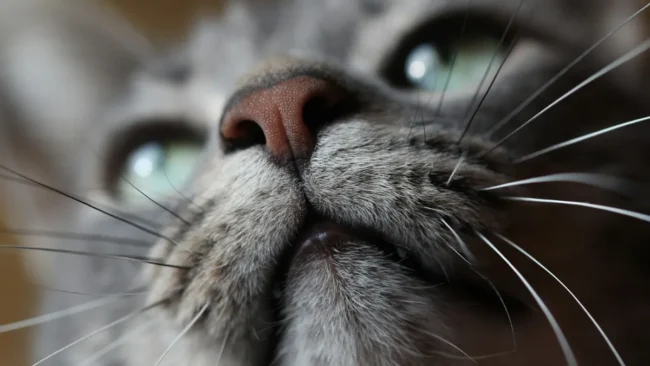 Por que gatos não gostam de porta fechada Confira o que dizem os especialistas (1)