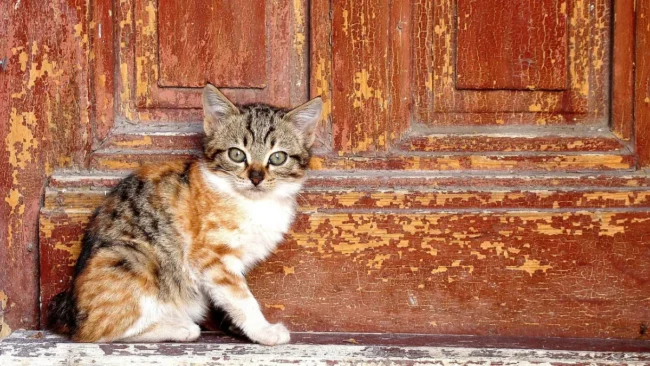 Por que gatos não gostam de porta fechada Confira o que dizem os especialistas (2)