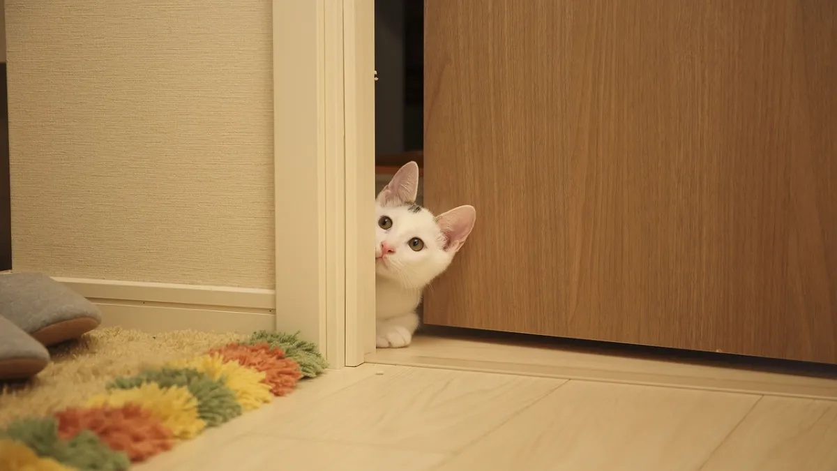 Por que gatos não gostam de porta fechada? Confira o que dizem os especialistas
