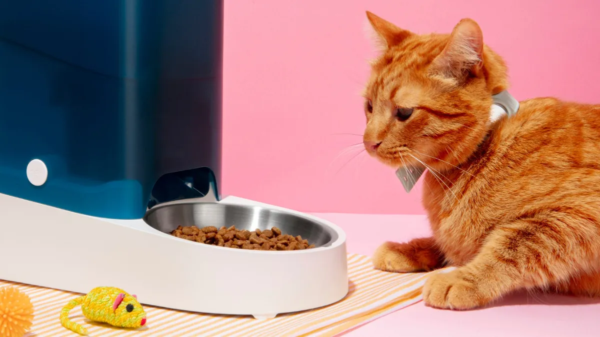 Por que gatos não querem comer a ração que já está no pote? Entenda o que dizem os especialistas