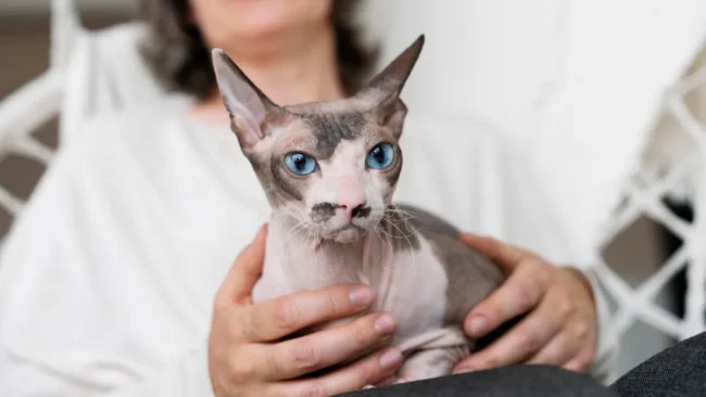 Gatos em casa podem geral multa de R$ 8 mil; entenda (1)