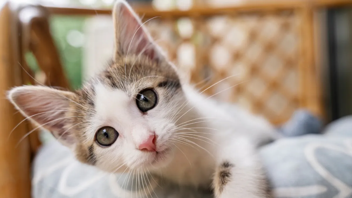 Gatos em casa podem gerar multa de R$ 8 mil; entenda